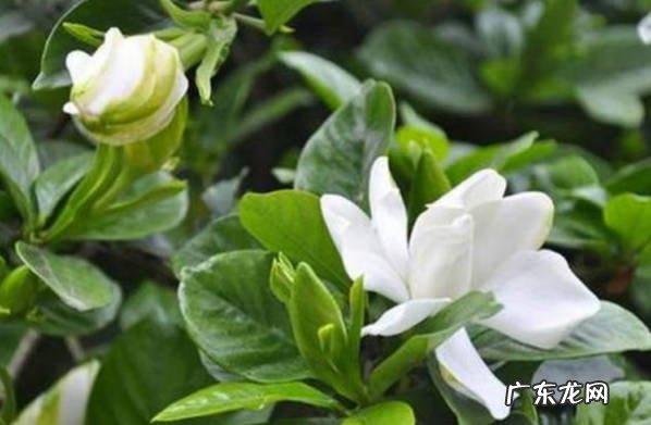 三到四月份 适合栀子花养护的时期是什么时候