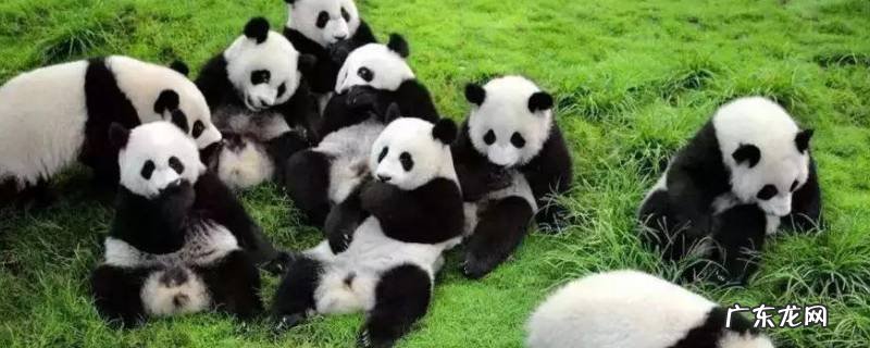 熊猫的名称有哪些 关于熊猫的名字大全