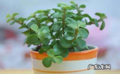 金枝玉叶的怎么扦插,金枝玉叶怎样扦插