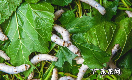 蚕是昆虫吗,蚕是昆虫