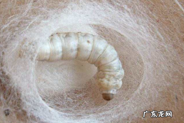 蚕是昆虫吗,蚕是昆虫