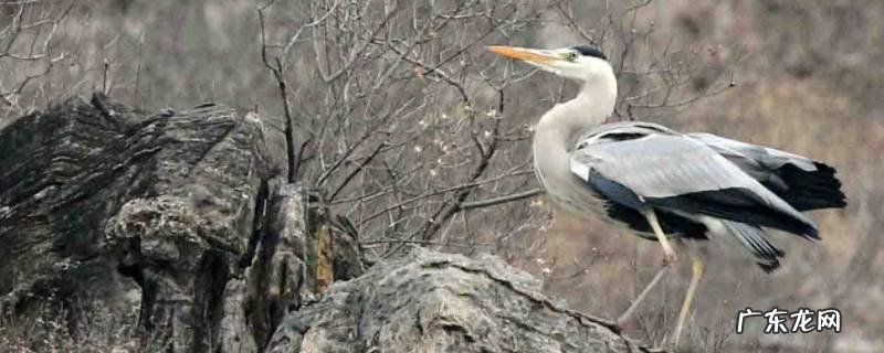 苍鹭的特点是什么 苍鹭的特点