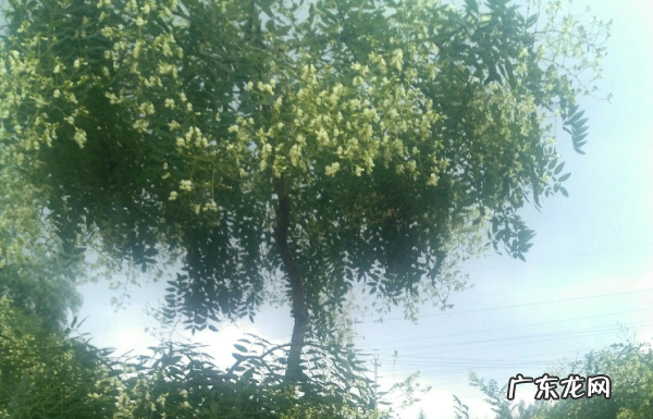 西安的市花是什么名字,西安市的市花是什么市树是什么