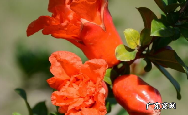 西安的市花是什么名字,西安市的市花是什么市树是什么