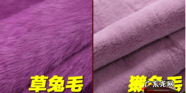 獭兔毛和人造毛怎么区分,教你如何辨识獭兔毛和兔毛的区别