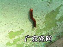 路边爬的虫子有哪些,这是什么虫子拍照搜索