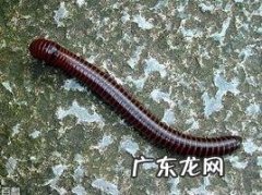路边爬的虫子有哪些,这是什么虫子拍照搜索