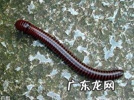 路边爬的虫子有哪些,这是什么虫子拍照搜索