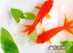 养鱼是什么意思网络用语,养鱼是什么意思