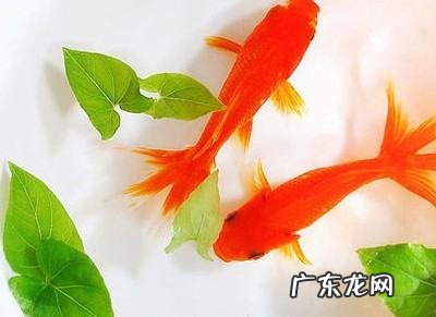 养鱼是什么意思网络用语,养鱼是什么意思