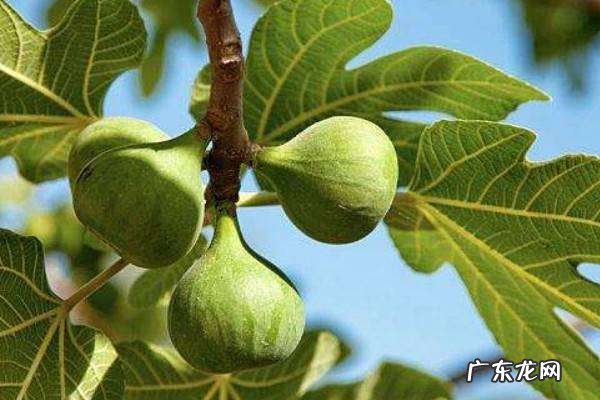 无花果如何修剪,无花果树怎么修剪什么时候修剪