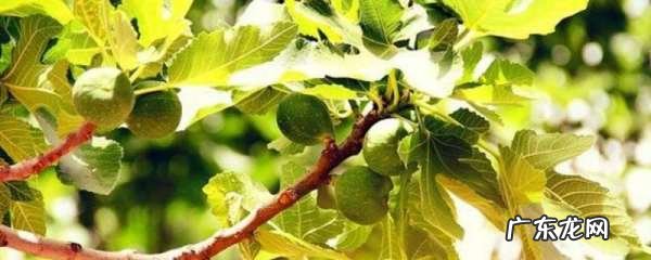 无花果如何修剪,无花果树怎么修剪什么时候修剪