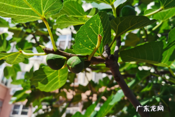 无花果如何修剪,无花果树怎么修剪什么时候修剪