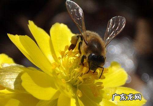 广东黑色的蜂叫什么,黑色的蜜蜂是什么蜂趴在木头上
