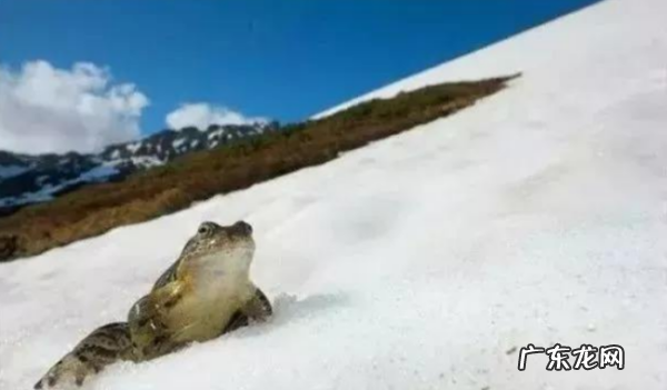 雪蛤的学名是,雪蛤到底是什么来