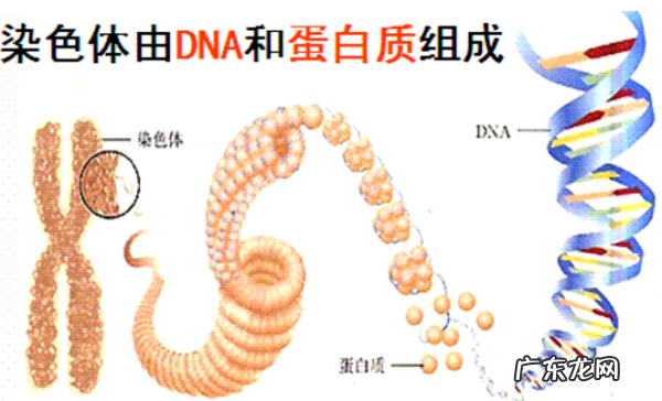 染色体的成分有哪些,染色体的主要成分是什么