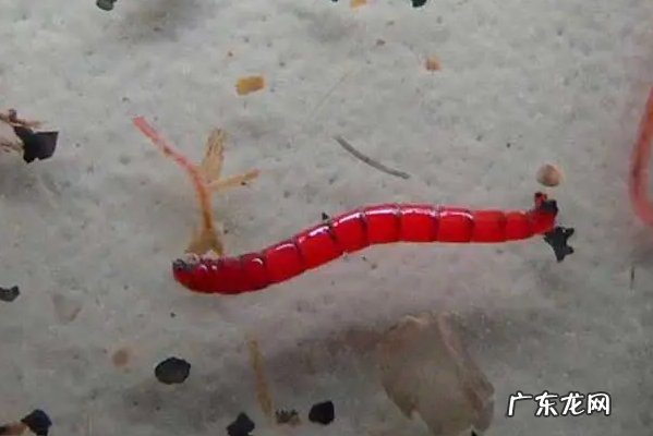 红虫如何保存一个月,这样保存红虫一个月不死很活跃