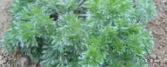 哪些蔬菜属于蒿类植物 哪些蔬菜属于艾蒿类