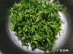 胡萝卜叶子能吃吗,胡萝卜叶子怎么吃
