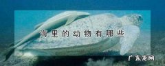 海岸边的动物都有什么,海里的动物有哪些