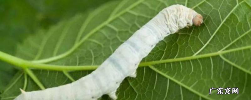 春蚕结茧后多久出 春蚕结茧后会死吗