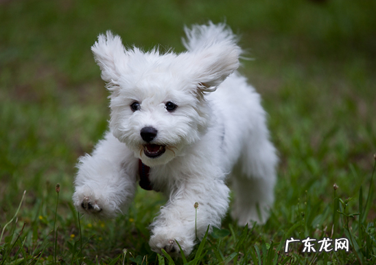 为什么比熊养公不养母,纯比熊和不纯的对比照
