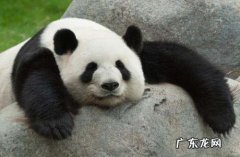 熊的尾巴有什么用处,熊猫的尾巴有什么作用用