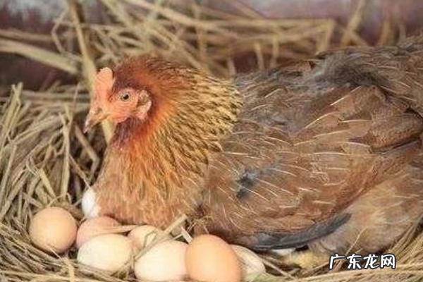 母鸡是指什么鸡,老母鸡是什么鸡