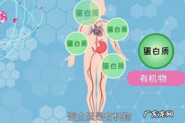 蛋白质由什么物质组成,蛋白质是由什么组成的