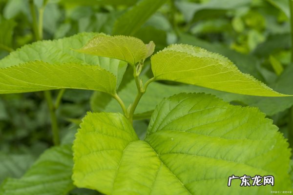 桑梓一般用来借指什么,蚂蚁庄园古人常用什么树来借指故乡