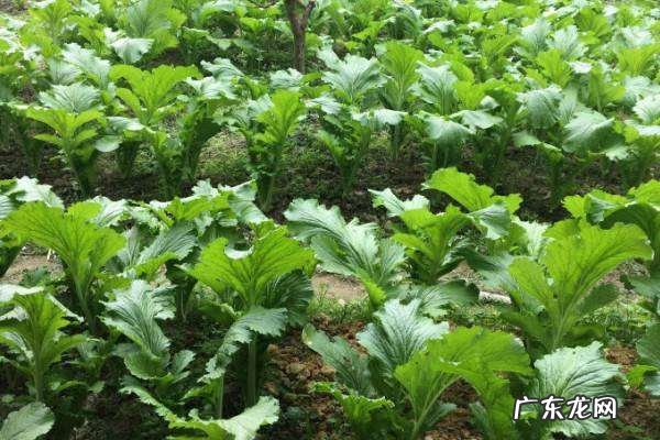 芥菜是一种野生的什么菜,野芥菜的功效与作用