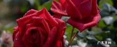 玫瑰花可以放在冰箱冷藏多久 玫瑰花可以放冰箱保鲜吗