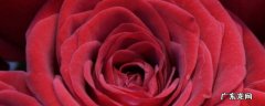 22朵红玫瑰花语是什么 21朵红玫瑰花的花语是什么