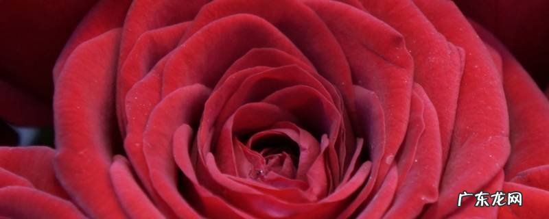 22朵红玫瑰花语是什么 21朵红玫瑰花的花语是什么