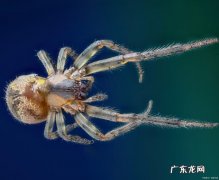 天生攀岩家是什么昆虫,你足够了解蜘蛛这种动物英语