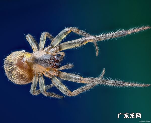 天生攀岩家是什么昆虫,你足够了解蜘蛛这种动物英语