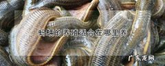 蚂蟥一般生长在哪里,蚂蟥喜欢在什么样的地方生活