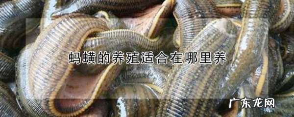 蚂蟥一般生长在哪里,蚂蟥喜欢在什么样的地方生活