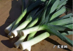 韭葱在中国叫什么,韭葱是什么 韭葱和大葱的区别