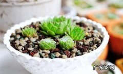 屋卷绢浇水过多怎么办,屋卷绢浇水要浇透