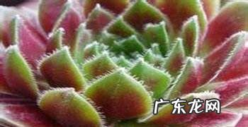 屋卷绢浇水过多怎么办,屋卷绢浇水要浇透