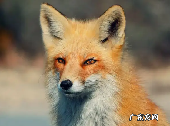 狐狸是犬科,狐狸是猫科动物还是犬科