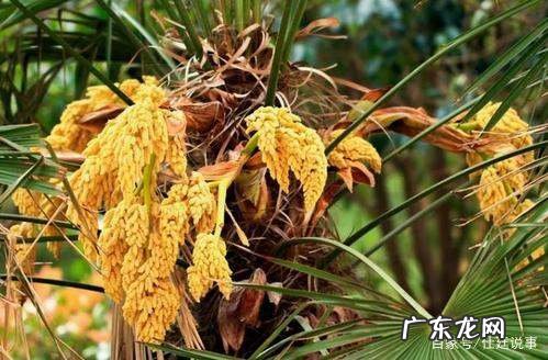 棕树的花叫什么,棕树的介绍和属性