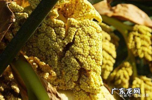 棕树的花叫什么,棕树的介绍和属性