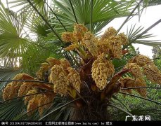 棕树的花叫什么,棕树的介绍和属性