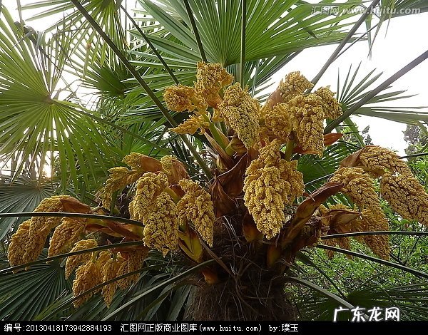 棕树的花叫什么,棕树的介绍和属性