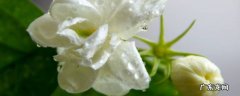 孕妇可以用茉莉花驱蚊吗 茉莉花驱蚊吗