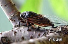 夏天的夜晚有什么动物,什么动物会在夏天的晚上单独叫的很大声