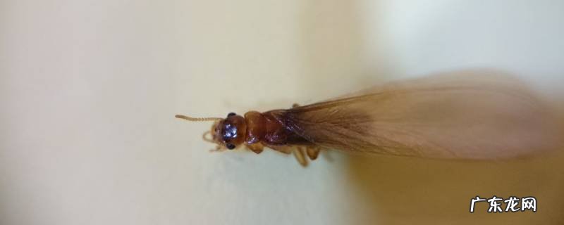 怎么消灭水蚁 水蚁怎么除