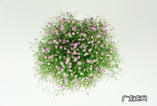 满天星的花语,满天星的花语是什么